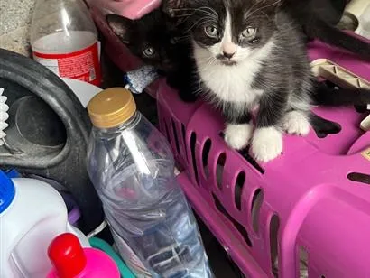Gato raça Persa idade 2 a 6 meses nome Não tem nome 