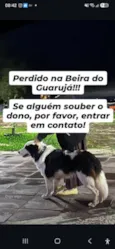 border collie