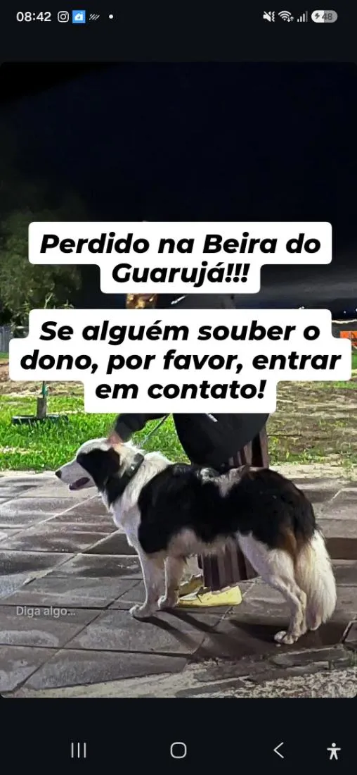 Cachorro raça SRD-ViraLata idade 3 anos nome border collie