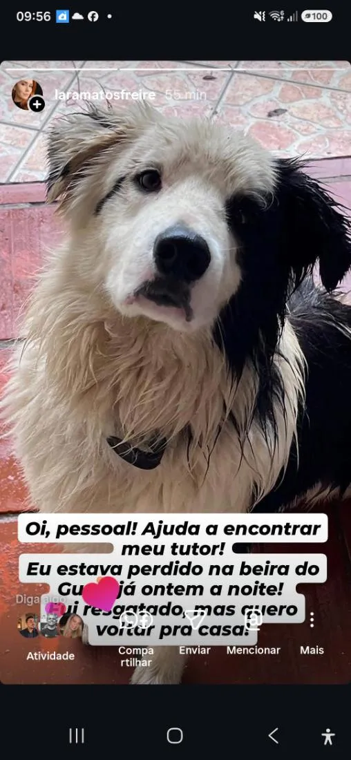 Cachorro raça SRD-ViraLata idade 3 anos nome border collie
