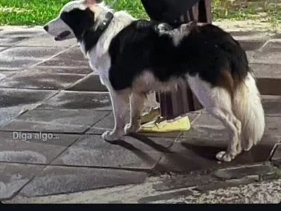 Cachorro raça SRD-ViraLata idade 3 anos nome border collie