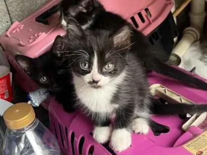 Gato raça Persa idade 2 a 6 meses nome Não tem nome 