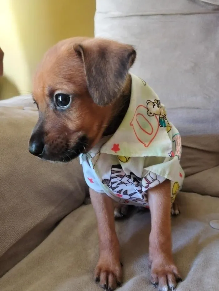 Cachorro raça SRD-ViraLata idade Abaixo de 2 meses nome Jace