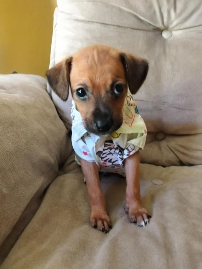 Cachorro raça SRD-ViraLata idade Abaixo de 2 meses nome Jace
