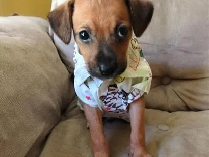 Cachorro raça SRD-ViraLata idade Abaixo de 2 meses nome Jace
