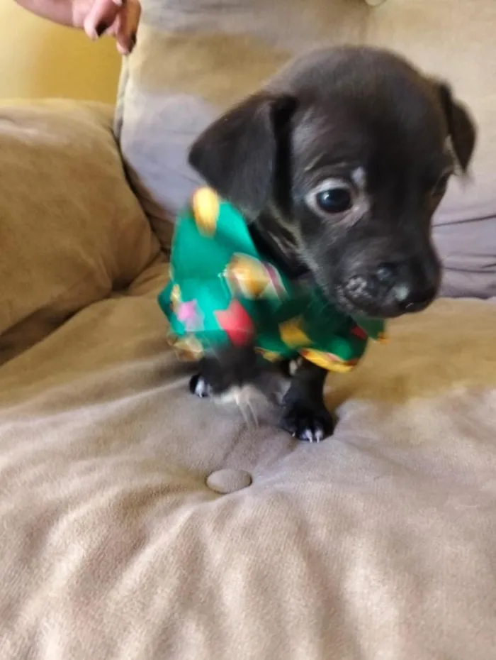 Cachorro raça SRD-ViraLata idade 2 a 6 meses nome Alek