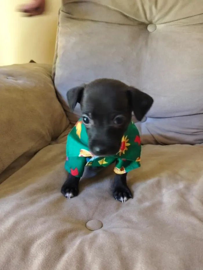 Cachorro raça SRD-ViraLata idade 2 a 6 meses nome Alek
