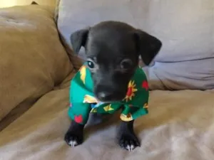 Cachorro raça SRD-ViraLata idade 2 a 6 meses nome Alek