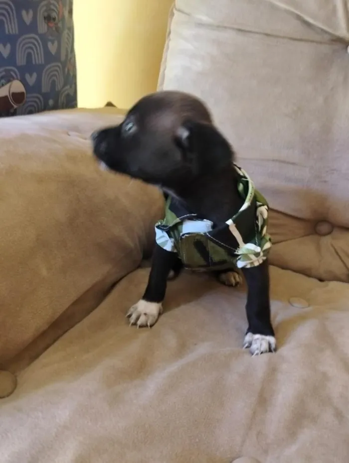 Cachorro raça SRD-ViraLata idade Abaixo de 2 meses nome Verso
