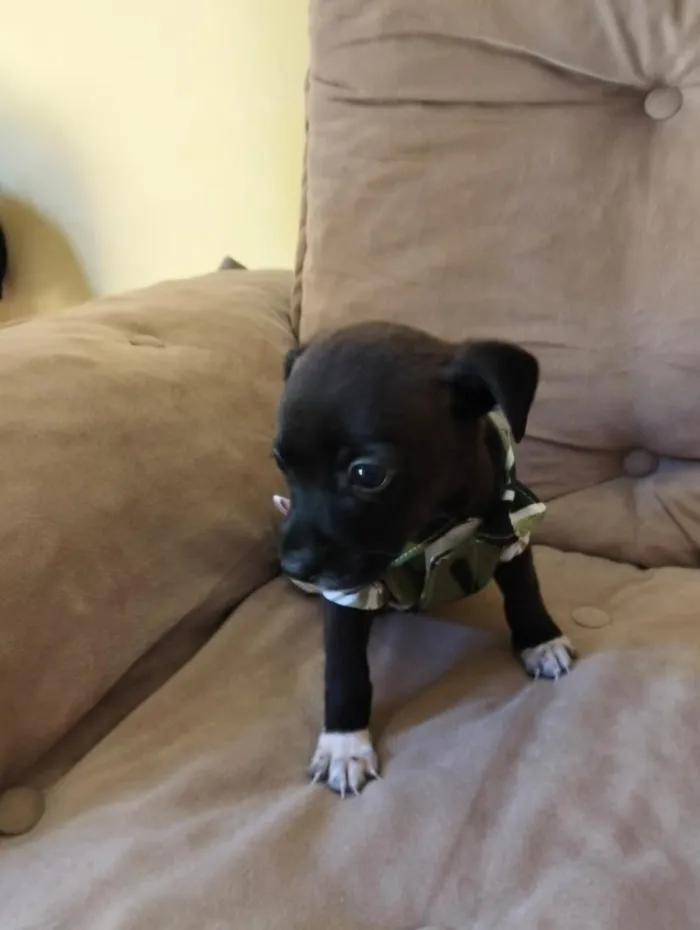 Cachorro raça SRD-ViraLata idade Abaixo de 2 meses nome Verso