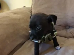 Cachorro raça SRD-ViraLata idade Abaixo de 2 meses nome Verso
