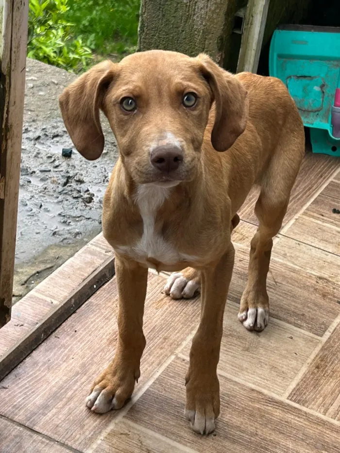 Cachorro raça SRD-ViraLata idade 2 a 6 meses nome Apolo