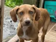 Apolo