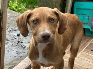 Cachorro raça SRD-ViraLata idade 2 a 6 meses nome Apolo