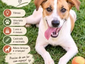 Cachorro raça SRD-ViraLata idade 2 anos nome Nina