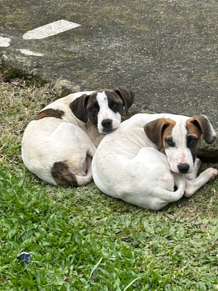 Cachorro raça SRD-ViraLata idade 2 a 6 meses nome Atena e Thor 