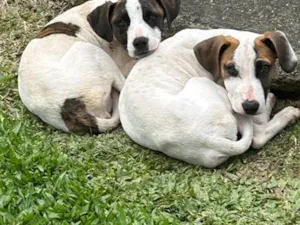 Cachorro raça SRD-ViraLata idade 2 a 6 meses nome Atena e Thor 