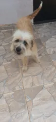 Peludinha