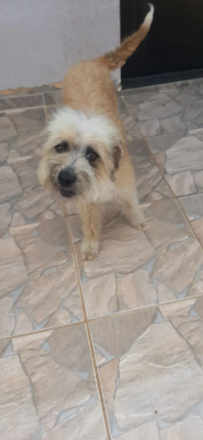 Cachorro raça Goldendoodle idade 1 ano nome Peludinha
