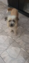 Peludinha
