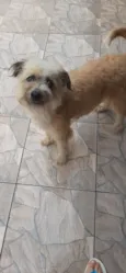 Peludinha