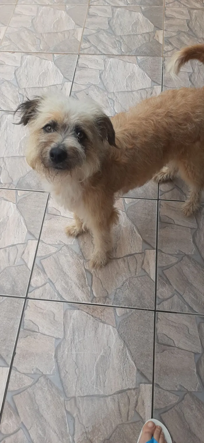 Cachorro raça Goldendoodle idade 1 ano nome Peludinha