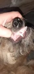 Peludinha