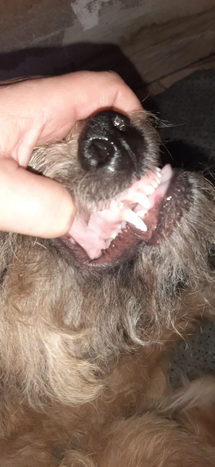 Cachorro raça Goldendoodle idade 1 ano nome Peludinha