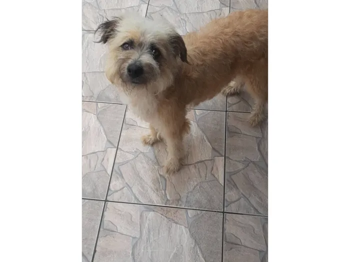 Cachorro raça Goldendoodle idade 1 ano nome Peludinha