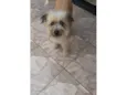 Peludinha