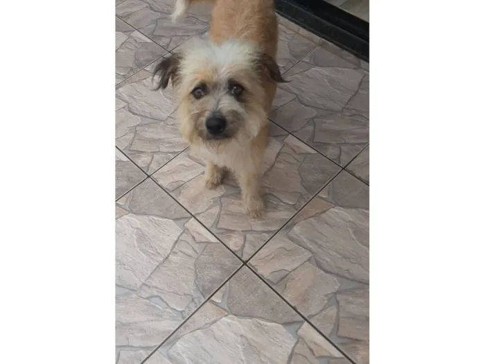 Cachorro raça Goldendoodle idade 1 ano nome Peludinha