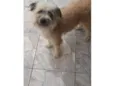 Peludinha
