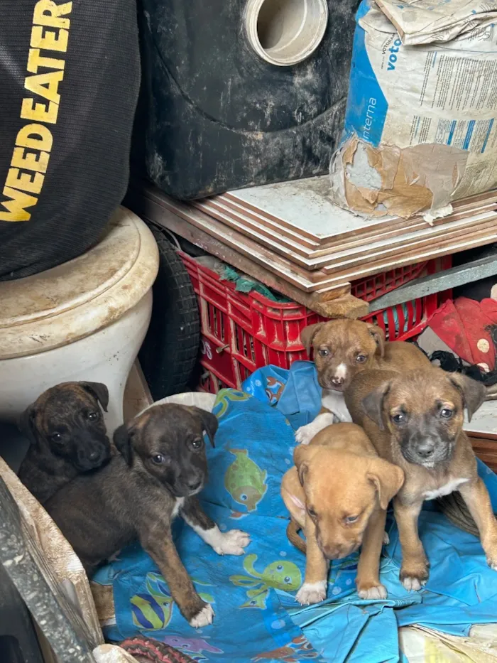 Cachorro raça SRD-ViraLata idade 2 a 6 meses nome Sem nome…