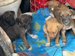 Cachorro raça SRD-ViraLata idade 2 a 6 meses nome Sem nome…