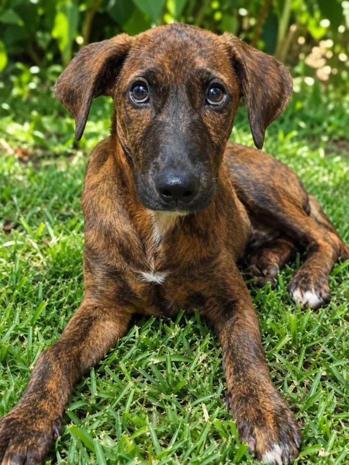 Cachorro raça SRD-ViraLata idade 2 a 6 meses nome Zara
