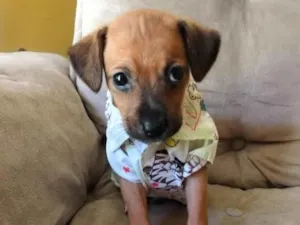 Cachorro raça SRD-ViraLata idade Abaixo de 2 meses nome Jace