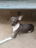 Kiara