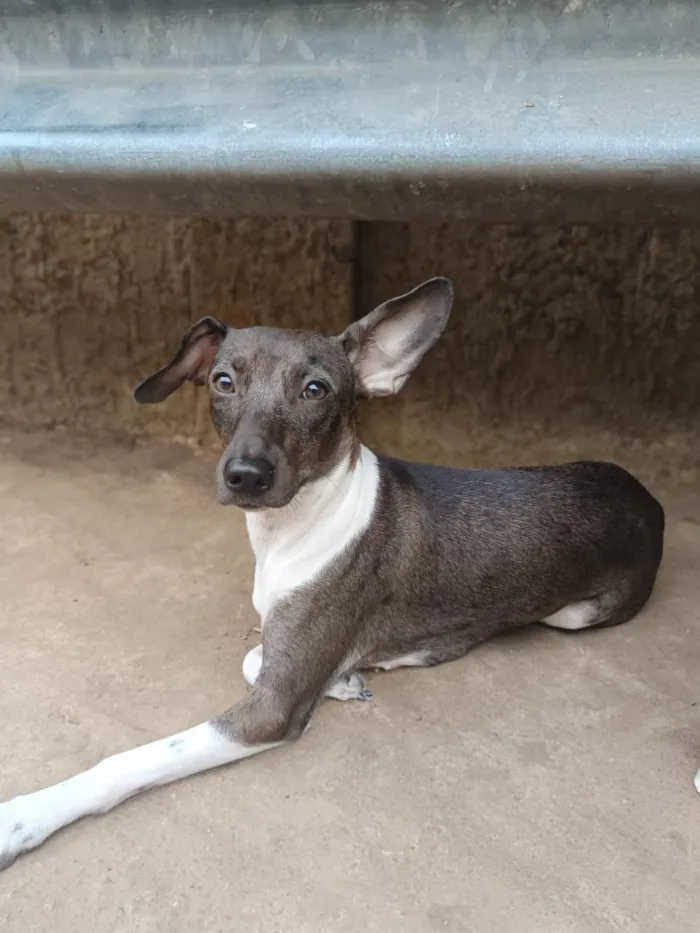 Cachorro raça SRD-ViraLata idade 1 ano nome Kiara