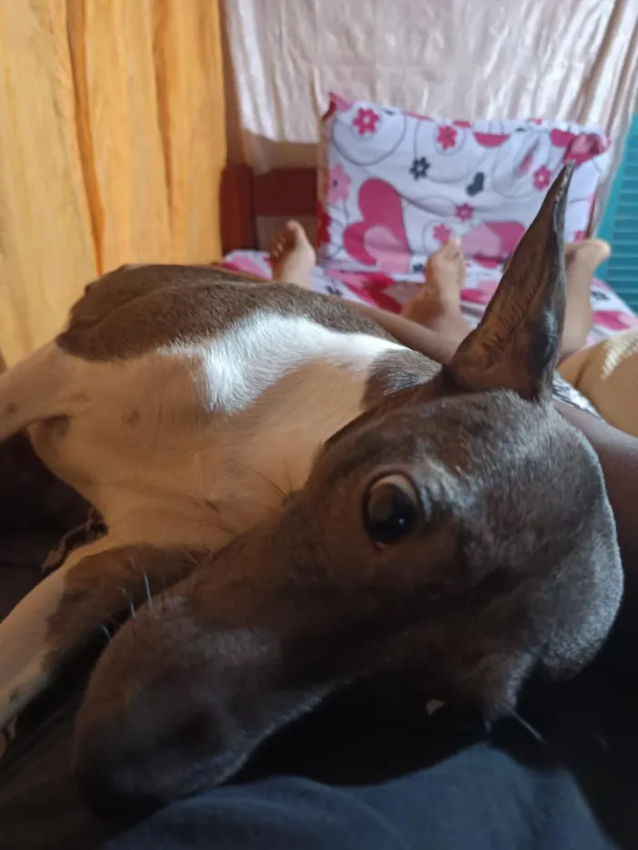 Cachorro raça SRD-ViraLata idade 1 ano nome Kiara