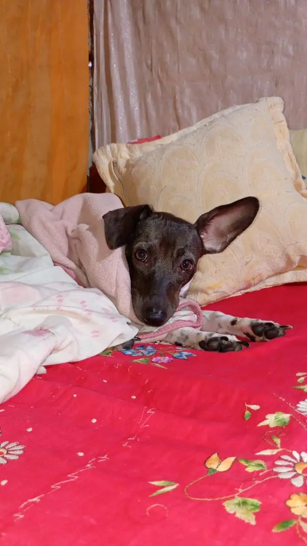 Cachorro raça SRD-ViraLata idade 1 ano nome Kiara