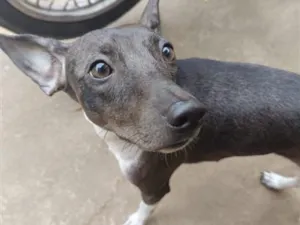 Cachorro raça SRD-ViraLata idade 1 ano nome Kiara