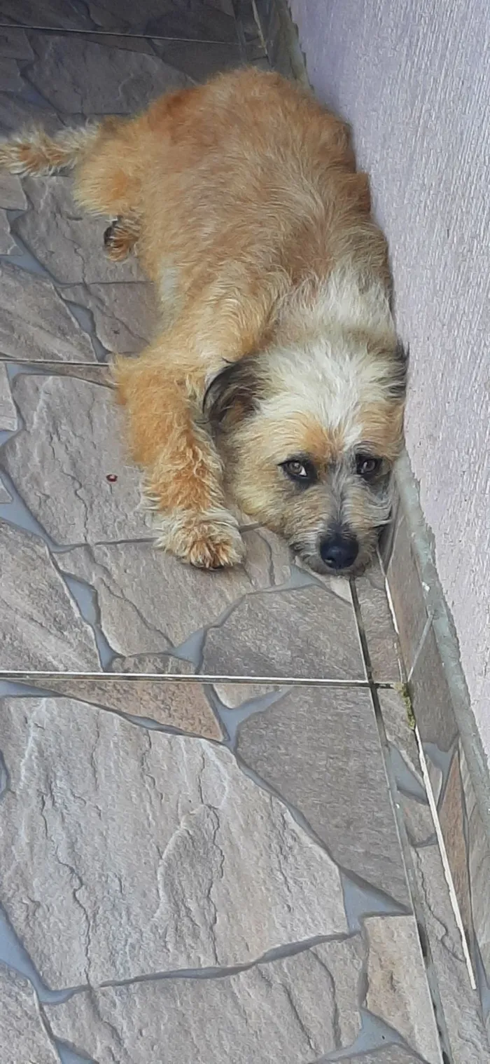 Cachorro raça Goldendoodle idade 1 ano nome Peludinha