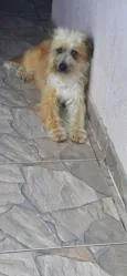 Peludinha
