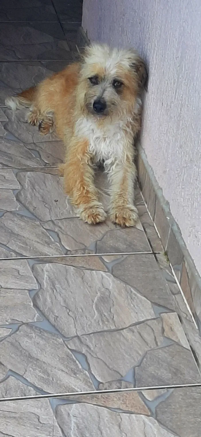 Cachorro raça Goldendoodle idade 1 ano nome Peludinha