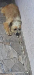 Peludinha