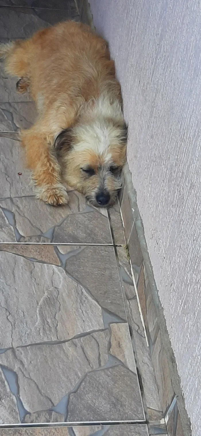 Cachorro raça Goldendoodle idade 1 ano nome Peludinha