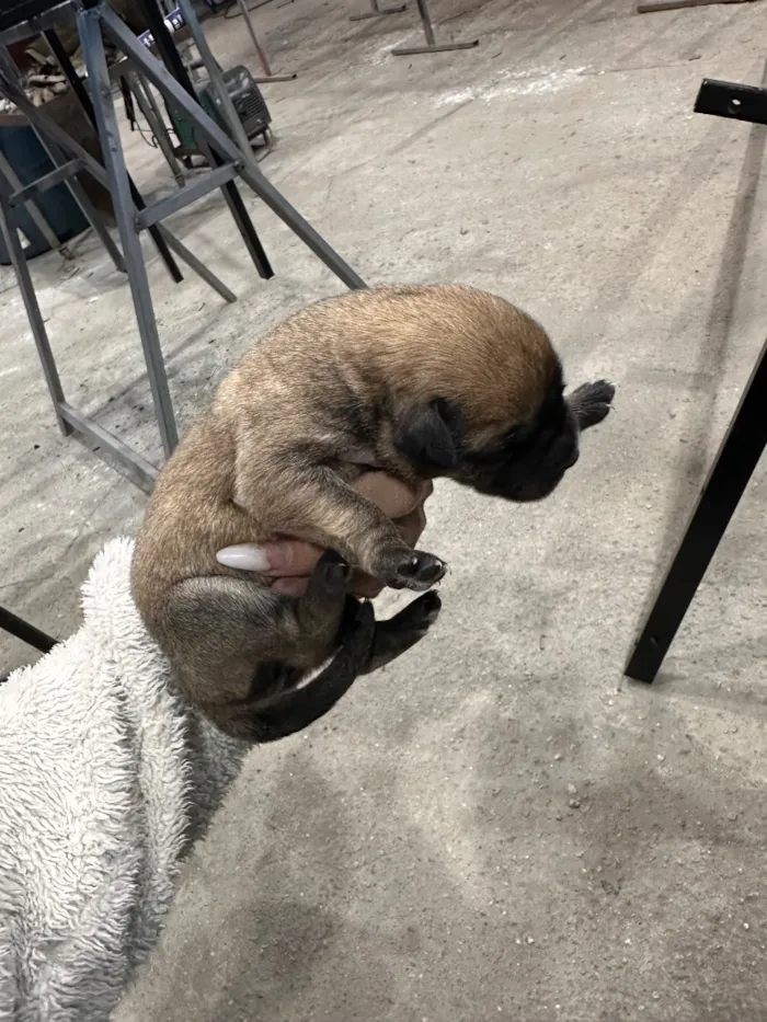 Cachorro raça SRD-ViraLata idade 2 a 6 meses nome não tem nome