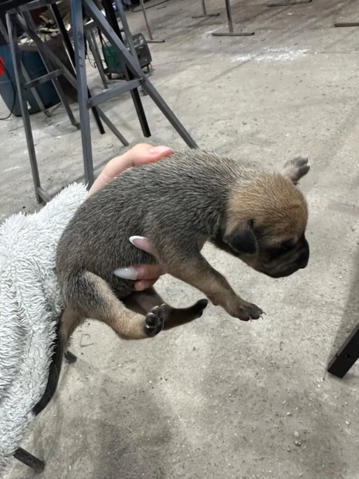 Cachorro raça SRD-ViraLata idade 2 a 6 meses nome não tem nome
