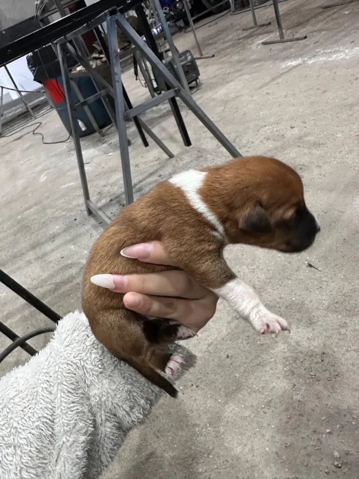 Cachorro raça SRD-ViraLata idade 2 a 6 meses nome não tem nome