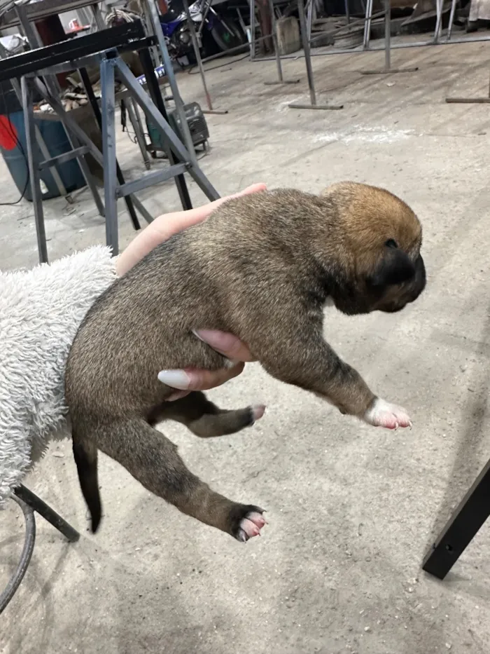Cachorro raça SRD-ViraLata idade 2 a 6 meses nome não tem nome